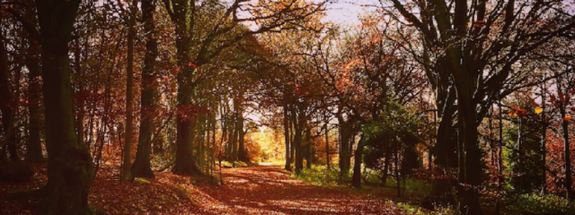 Image of Wendover woods